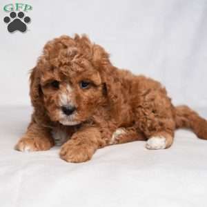 Jolly, Cavapoo Puppy